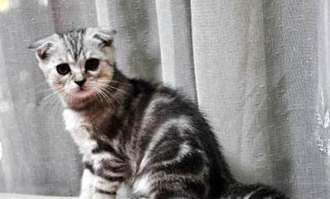 治疗猫急性肾衰竭的药有哪些