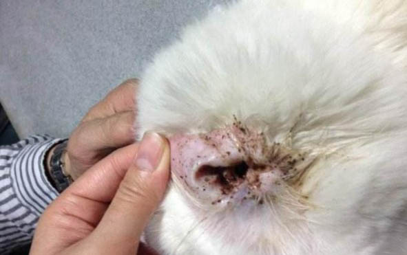 猫咪总是挠耳朵,你需要知道的三大注意事项