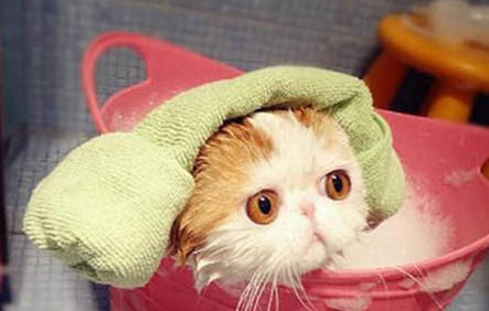 猫可以吃鸡腿吗