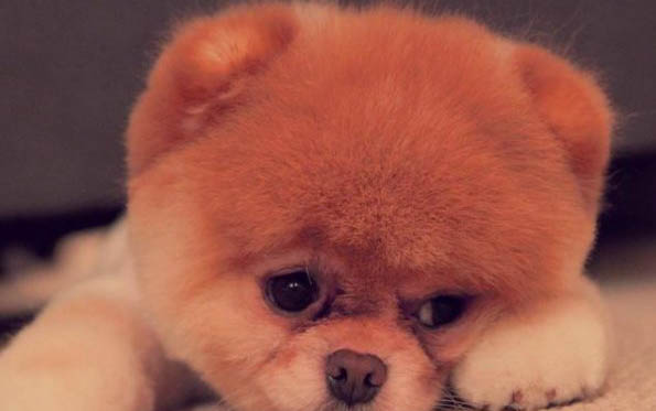 小狗得了犬瘟死了多久可以再养狗