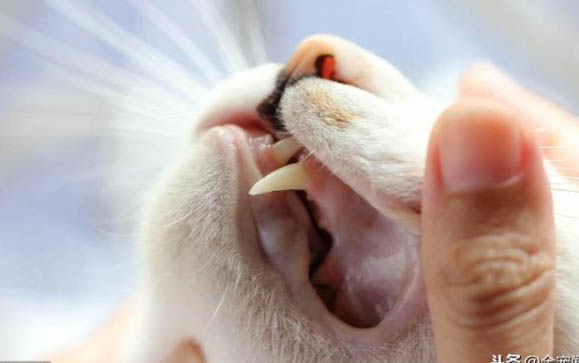 大猫会咬死新来的小猫吗
