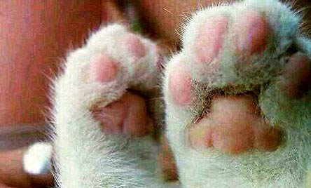 请问猫咪呕吐的原因及处理方法?