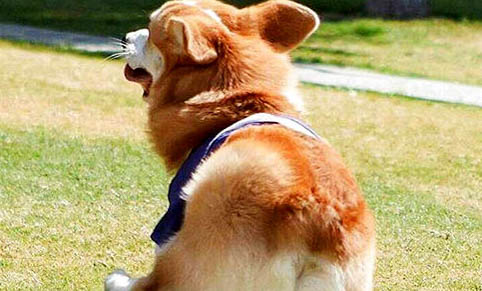 威尔士柯基犬优缺点