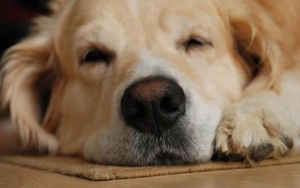 狗狗为什么会流眼泪