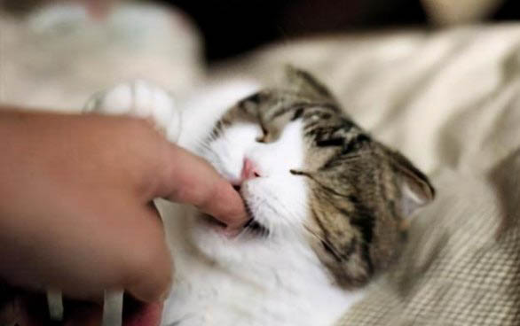 小猫呕吐怎么办?