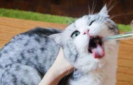 小猫一天吃多少猫粮