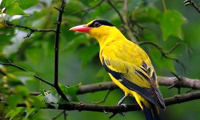 野生黄鹂鸟吃些什么?