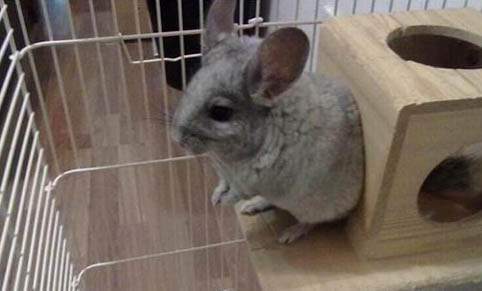 龙猫出生后多久洗澡？