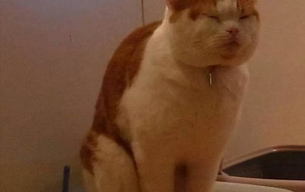 小猫感冒了吃什么药呢?