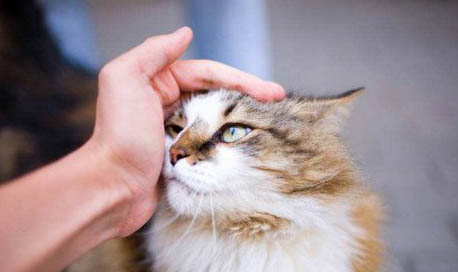 鼻支的猫打疫苗