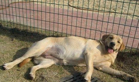 狗狗得了犬瘟死亡前兆?
