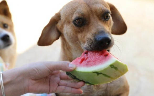 泰迪能吃黄瓜吗泰迪犬好不好