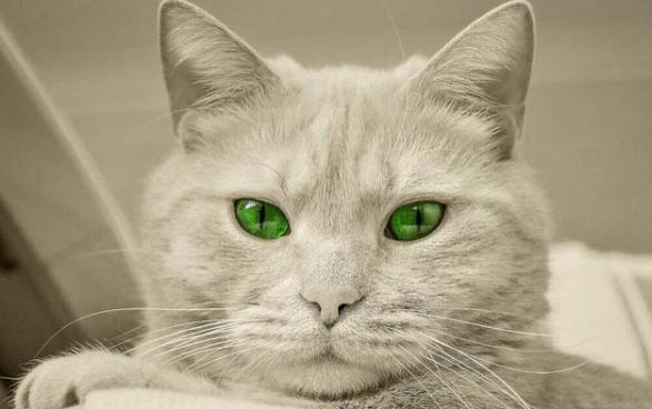 猫咪鼻子里有白色的东西