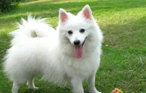 银狐犬可以洗澡吗