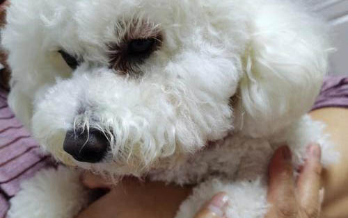 狗狗生产后多久吃东西