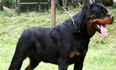 坎高犬的缺点