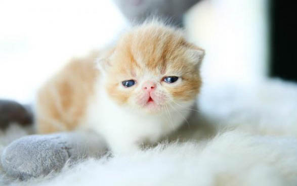 两个月大的猫咪打喷嚏怎么办