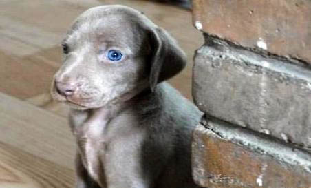 威玛猎犬鼻子出血的原因及处理方法