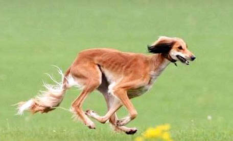 萨路基猎犬太瘦的原因及处理方法