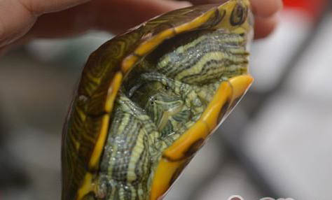 家养乌龟能吃火腿肠吗？