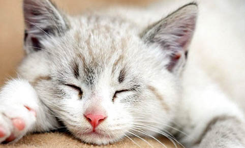 猫咪益生菌哪个牌子好?