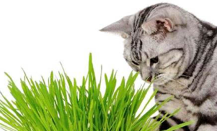 猫咪吐黄色水的原因及处理方法