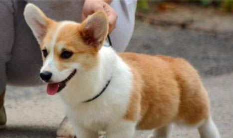 幼犬狗粮哪个牌子好