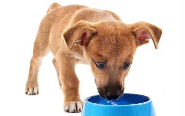 狗狗真菌感染一般多久能好啊？