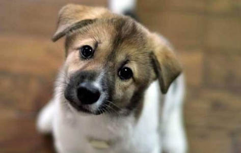 狗狗得了犬瘟鼻干要多久才会好转