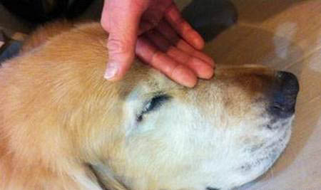 犬瘟狗狗一直哼哼的叫