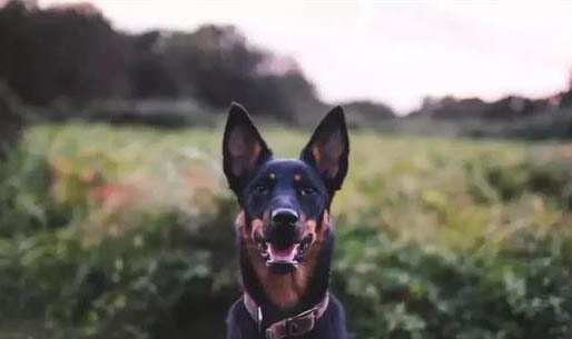狗狗笼子小有影响吗