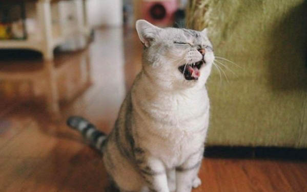 猫喜欢吹空调吗