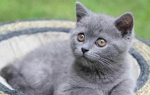800块钱能买到一只正宗的蓝猫么？