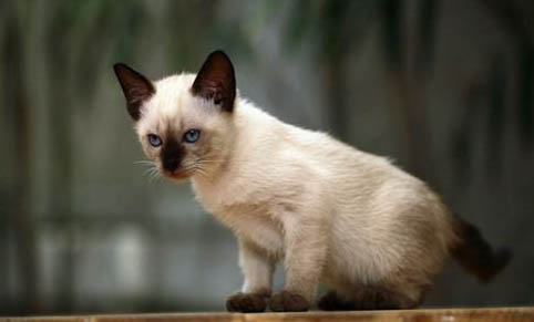 猫咪喜欢吃塑料袋是什么原因?