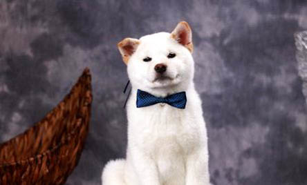 柴犬和哈士奇哪个好养