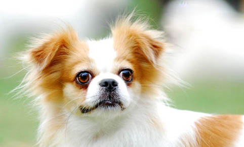 幼犬细小症状前兆