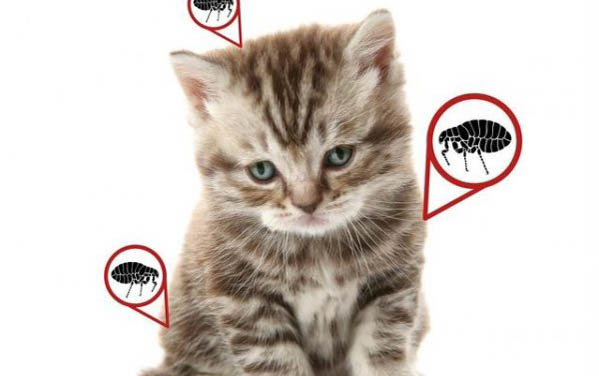 怎么检测猫瘟