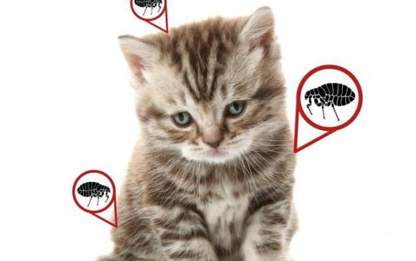 猫口腔炎症不吃饭该怎么办
