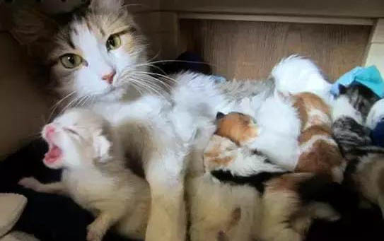 猫咪眼睛里有虫子该怎么处理