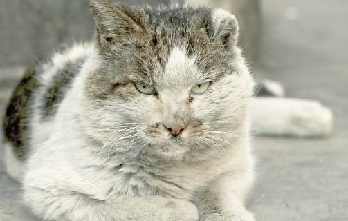 猫咪泪痕掉毛还能长出来吗