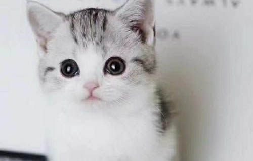 猫的眉毛可以剪吗