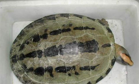 小乌龟能活多久？