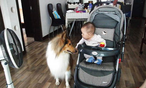 买狗如何挑聪明的狗粮选择什么品种
