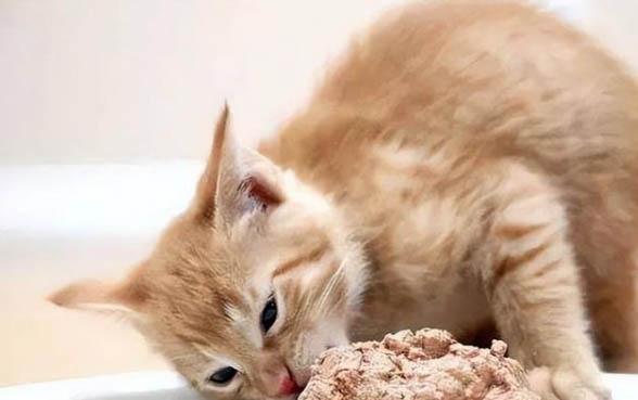 猫咪过敏了皮肤红肿怎么办