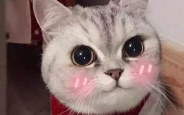 请问猫咪呕吐的原因及处理方法?
