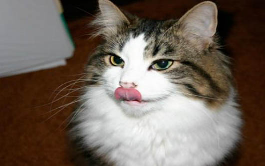 小猫突然吐黄水