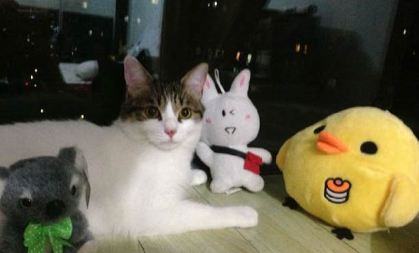 为什么有的猫洗完澡就死了