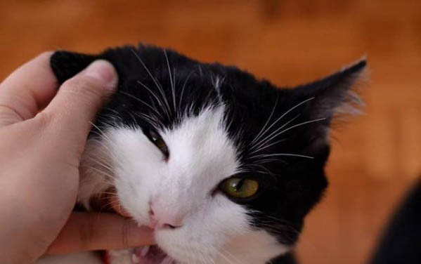 猫可以坐高铁吗