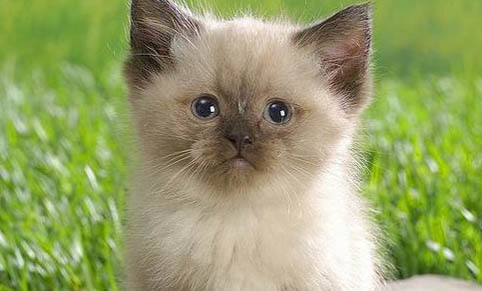 猫咪可以吃炒栗子吗?