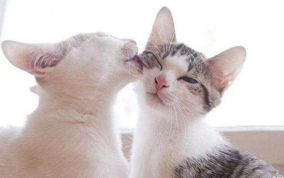 猫咪受到惊吓会得病吗
